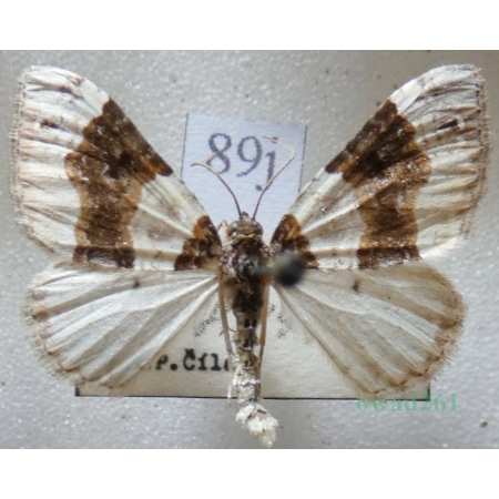 Cosmorhoe ocellata (Linnaeus, 1758) Paśnik dwuziernik Czech89j